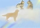 Pet Cremation in Toronto