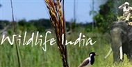 Wildlife India, Wildlife Tours, Wildlife Sanctuaries in India