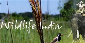 Wildlife India, Wildlife Tours, Wildlife Sanctuaries in India