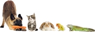 Calgary Humane Society