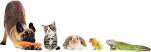 Calgary Humane Society