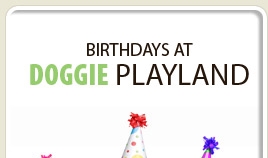 Dog Daycare Toronto, Etobicoke | Doggy daycare Etobicoke